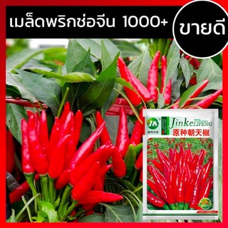 [1,000เมล็ด+] เมล็ดพริกแดงจีน เมล็ดพันธุ์พริก เมล็ดพริก เมล็ดพริกจีน พริกช่อจีน พริกช่อญี่ปุ่น ลูกดก นำเข้า พันธุ์แท้