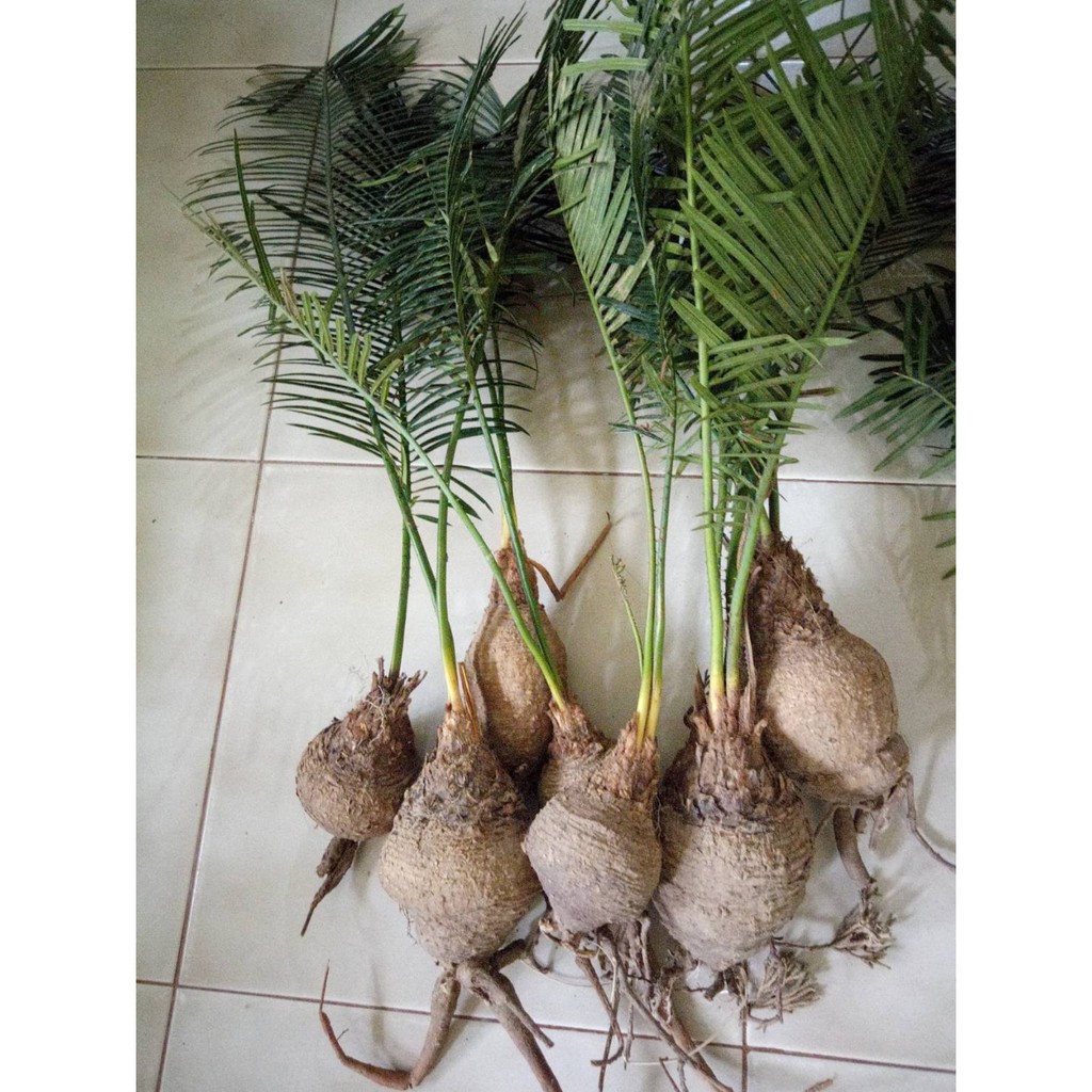 หัวปรง 3ขนาดให้เลือก(ส่งเฉพาะหัวไม่มีใบ) ปรง ต้นปรง หัวปรง | Shopee ...