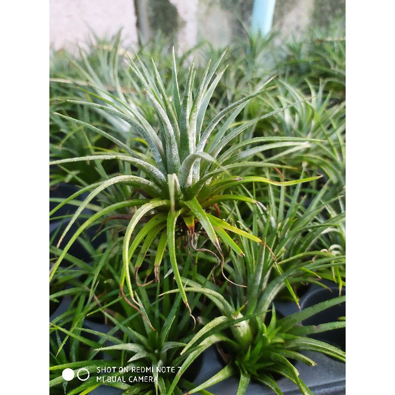 tillandsia-ionantha-fuego-สับปะรดอากาศ-ทิลแลนด์เซีย-ไอโอนันทา-ดอกสีม่วง