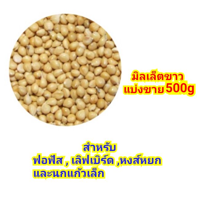 มิลเล็ตขาว-500กรัม-สำหรับเลิฟเบิร์ด-หงส์หยก-ฟอฟัส-และอื่นๆ