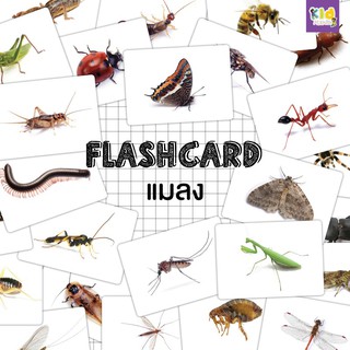 Flashcard แฟลชการ์ดแมลง (Insect)