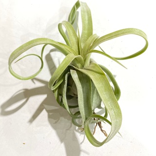 Tillandsia streptophylla Airplant