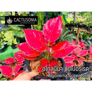 ต้นอโกลนีมา ซุปเปอร์เรด / Aglaonema Super Red