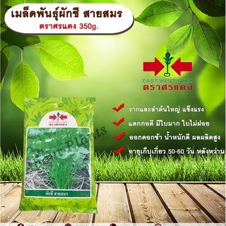 เมล็ดพันธุ์ผักชี สายสมร ตราศรแดง 350g. เมล็ดพันธุ์ เมล็ดพันธุ์ผัก เมล็ดพันธุ์พืช ผักชี ผักสวนครัว รากใหญ่ ลำต้นใหญ่ แตกก