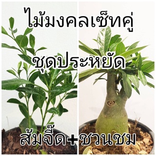 มีประกัน ส่งไว  เซ็ทคู่ มงคล ชวนชม+ส้มจี๊ด ปลูกง่าย เสริมความร่ำรวย