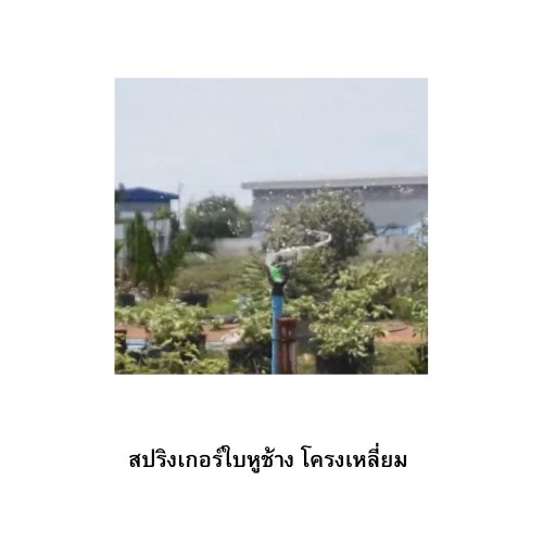 สปริงเกอร์ใบหูช้าง-โครงเหลี่ยม-nuni-สปริงเกอร์คุณภาพดีราคาส่ง-แพ็ค-5-ตัว-20-ตัว