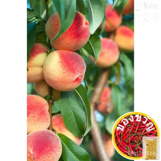 Bonanza dwarf peach fruit plantเมล็ดดอกทานตะวัน/กุหลาบ/บ้านและสวน/พาสต้า/เมล็ด/และผักกาดหอมหลากหลายชนิด/เมล็ด/หมวก/คื่นฉ
