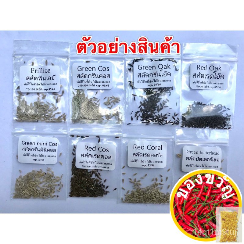 เมล็ดอวบอ้วน100-เมล็ดผักอินทรีย์-เมล็ดพันธุ์ผักสลัด-เมล็ดผักสลัด-100-200-เมล็ด-10-บาท-10-แถม-1-คละได้-เมล็ดพันธุ์puri