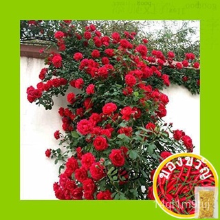 Flower Seeds (5pcs) / Bunga Mawar Merah / Climbing Red Rose / / Rumah / Tamanเสื้อ/กางเกง/สวน/ผักชี/เด็ก/แอปเปิ้ล/ดอกไม้
