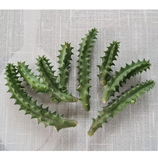 ภาพขนาดย่อของภาพหน้าปกสินค้าเก๋งจีนดอกโดนัทลายเสือ (Huernia zebrina) และดอกโดนัทลายน้ำตาล (Huernia zebrina hybrid), ไม้อวบน้ำ, แคคตัส, cactus จากร้าน swto5mhcey บน Shopee ภาพที่ 6
