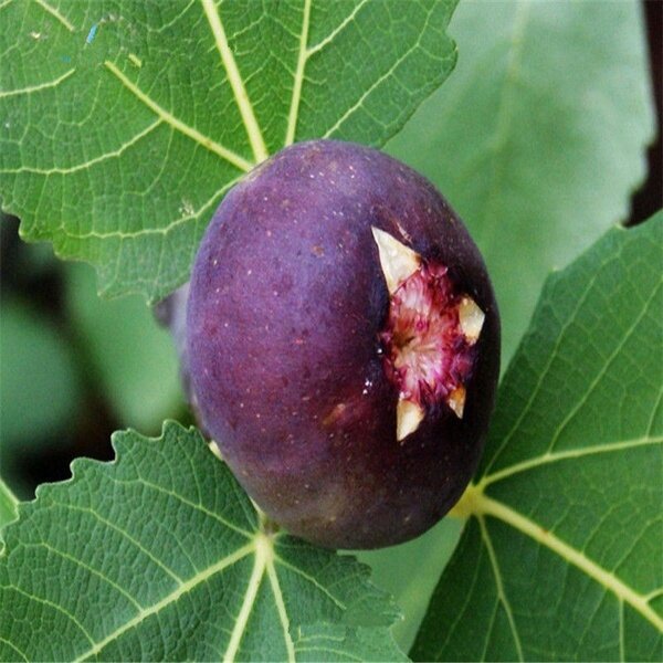 ต้นมะเดื่อฝรั่ง-มะเดื่อ-มะเดื่อฝรั่ง-เมล็ดพันธุ์-figs-seeds-ต้นไม้-ต้นไม้ประดับสด-เมล็ด-นี่มันเมล็ดพืช-ไม่ใช่พืช