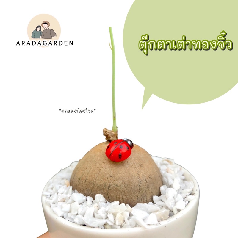 ตุ๊กตาเต่าทองจิ๋ว-ตัวละ-5-บาท