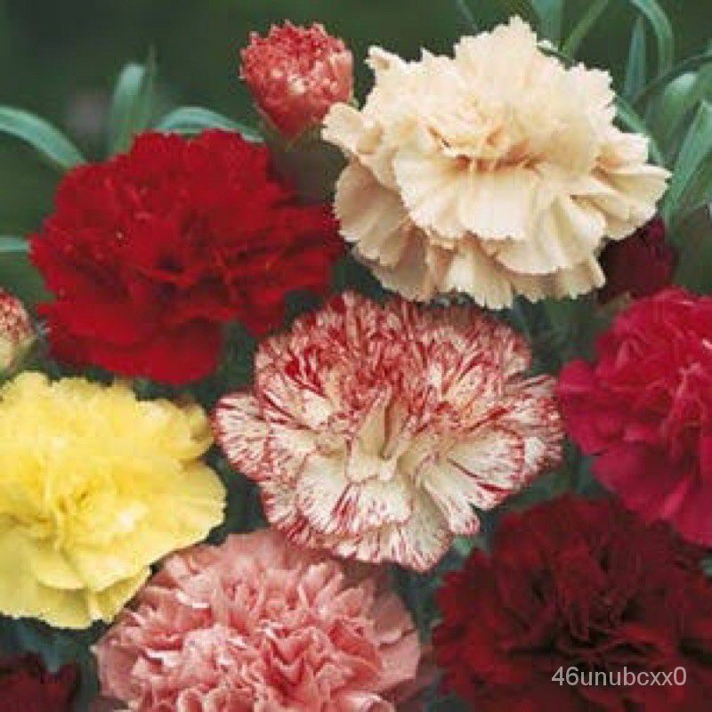 ผู้ผลิตเมล็ดพันธุ์-เมล็ดพันธุ์-คาร์เนชั่น-คละสี-carnation-mix-บรรจุ-50-เมล็ด-เมล็ด-ซอง-งอก-การ-9fqr