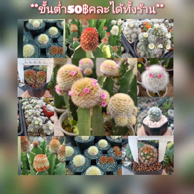 mammillaria-carmenae-laui-คามิเน่-ลาวอ้าย-ขนหลากสี-แดง-ส้ม-ขาว