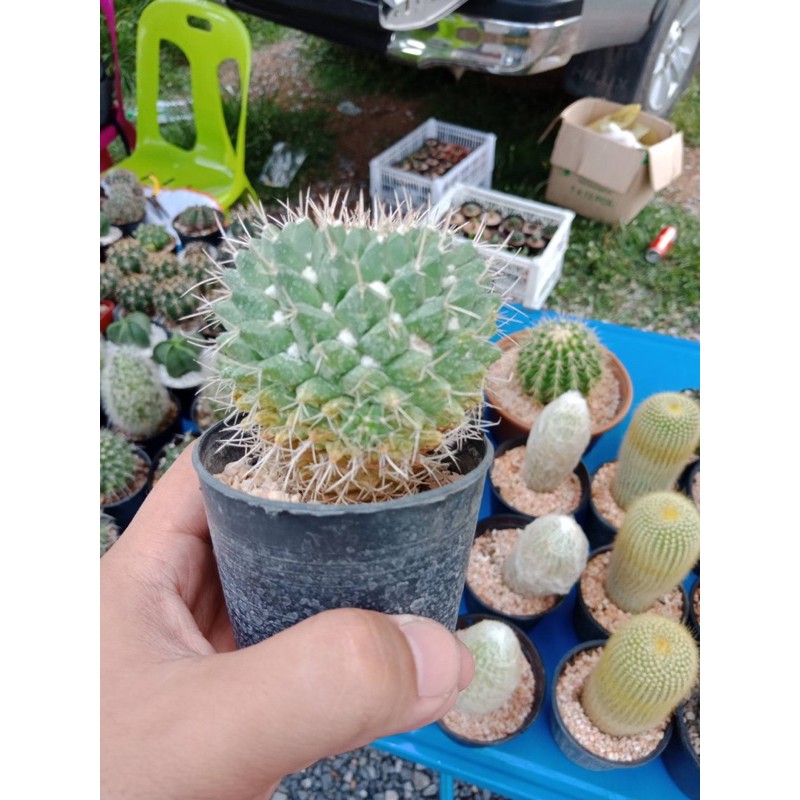 ถูกสุด-cactus-อิรุซามุ-ไม้เมล็ด-กระบองเพชร-แคคตัส