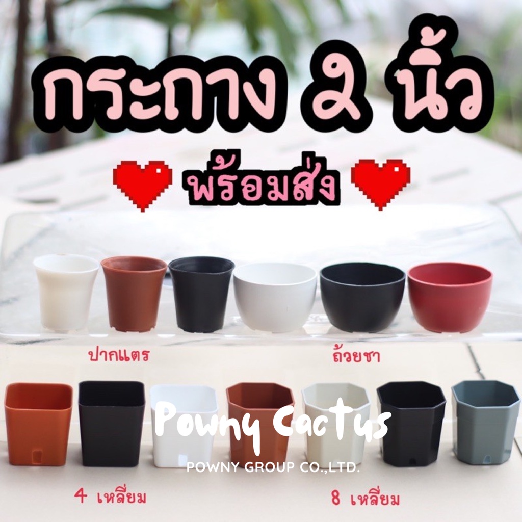 ภาพหน้าปกสินค้ารบกวนสั่งขั้นต่ำ 5 ใบ คละได้ทั้งร้านนะคะ กระถางพลาสติก 2 นิ้ว กระถาง กระถางแปดเหลี่ยม กระถางกระบองเพชร กระถางแคคตัส จากร้าน powny_cactus บน Shopee