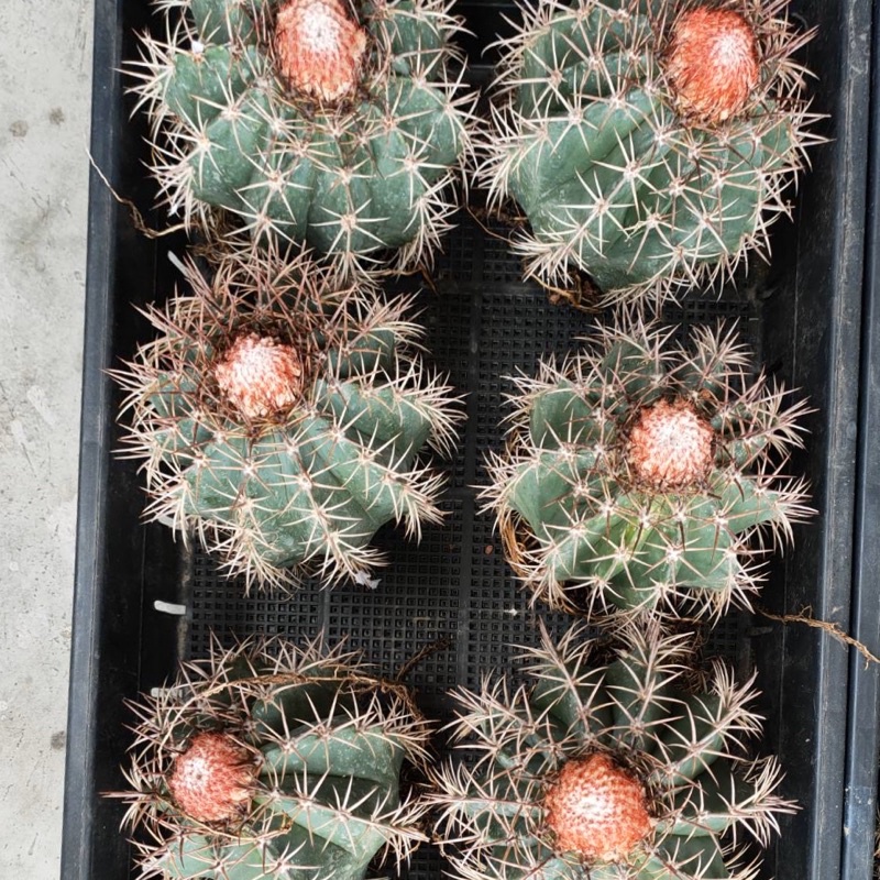 ถูกสุด-cactus-เมโลแคระ-ขนาด-11-13-ซม-กระบองเพชร-แคคตัส