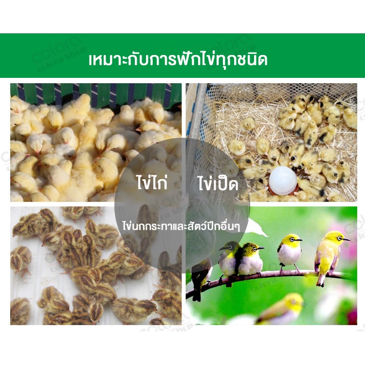 เครื่องฟักไข่-ตู้ฟักไข่-ตู้อบไข่-cd10-เครื่องฟักไข่อัตโนมัติ-ตู้ฟักไข่ไก่-ฟักไข่ไก่-ไข่เป็ด-ไข่นก-24-ฟอง