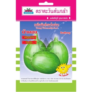 เมล็ดพันธุ์ แตงโมอ่อน บัวทอง 3 กรัม/ซอง ตราตะวันต้นกล้า