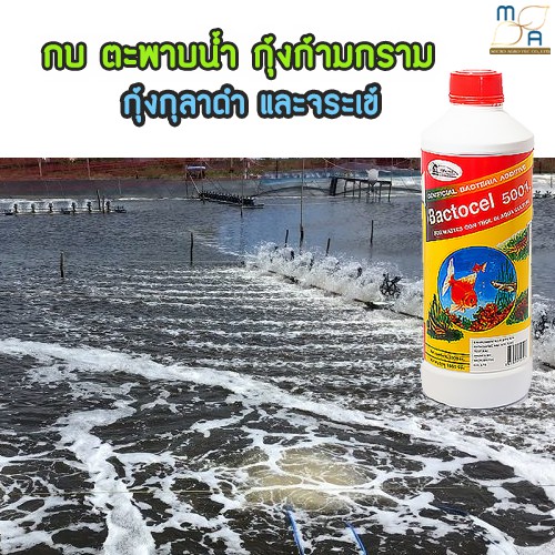 3-ชิ้น-จุลินทรีย์รักษาสภาพน้ำในบ่อปลา-แบคโตเซล-5001-bactocel-5001-รักษาน้ำในบ่อ-น้ำใส-น้ำมีกลิ่นเหม็น-ตู้ปลา-บ่อปลา