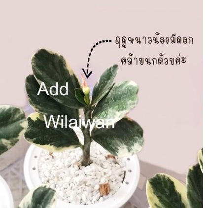 กวักแม่ทองคำ-เรียกทรัพย์-12cm-ไม้ด่างหายาก