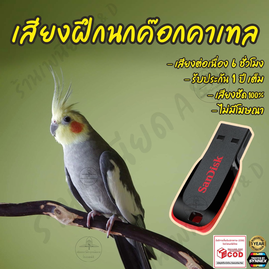 รวมเพลงฝึก-นกค๊อกคาเทล-cockatiel-ยาว6ชั่วโมง-ไม่มีโฆษณา-แฟลชไดร์ฟ-flash-drive-มีเก็บเงินปลายทาง