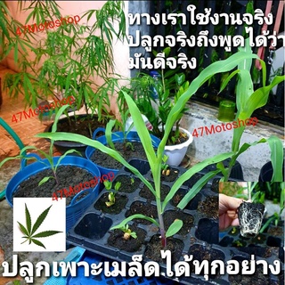 ดินพีทมอสเป็นวัสดุที่ดีที่สุดสำหรับการเพาะเมล็ดและต้นกล้าสะอาดปราศจากเชื้อโรคและแมลงทางเราใช้จริงทดลองจริงมันดีจริงจริง