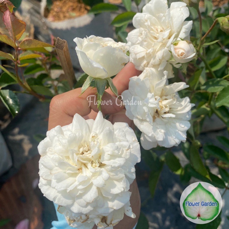 flower-garden-f476-กุหลาบ-เลื้อยดอกสีขาว-พรอสเพอริตี้-ดอกหอม-ขนาดถุงใหญ่
