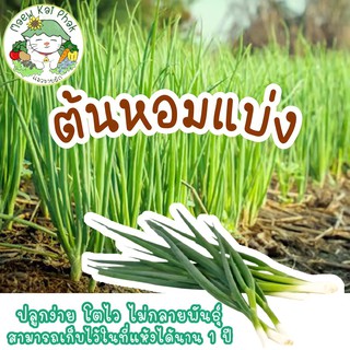 เมล็ดพันธุ์ หอมแบ่ง Welsh Onion seeds เมล็ด เมล็ดพันธุ์แท้ นำเข้าจากต่างประเทศ50 เมล็ด (ไม่ใช่พืชที่มีชีวิต)