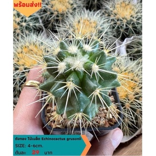 Cactus ถังทอง 5-7 ซม กระบองเพชร แคคตัส