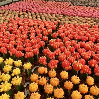 รูปภาพขนาดย่อของPlants Center พร้อมส่ง(7mudan) Gymnocalycium mihanovichii Cactus มี 7สี ไม้ตัดกราฟ กระบองเพชร แคคตัส cactus graftingลองเช็คราคา