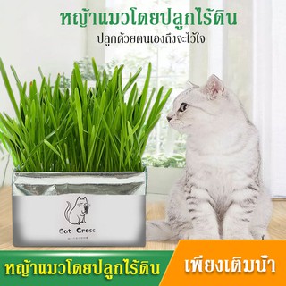 ภาพหน้าปกสินค้า🍀หญ้าแมว ปลูกง่ายดาย เพียงเติมน้ำ ไม่ต้องใช้ดิน หญ้าแมว ครบชุดพร้อมปลูก🍀 ที่เกี่ยวข้อง
