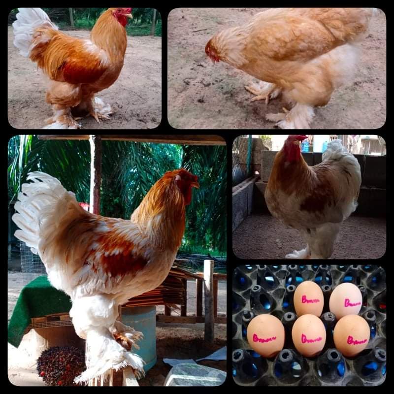 ภาพหน้าปกสินค้าไข่เชื้อไก่บราห์ม่า สำหรับนำไปฟัก(เป็นไข่ใหม่)​จำนวน1ฟอง จากร้าน garden_chicken บน Shopee