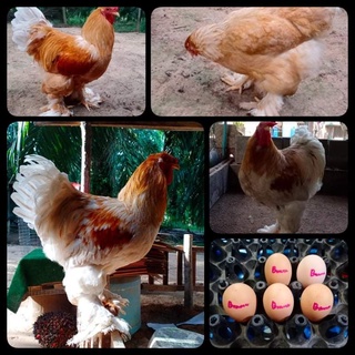 ภาพขนาดย่อของภาพหน้าปกสินค้าไข่เชื้อไก่บราห์ม่า สำหรับนำไปฟัก(เป็นไข่ใหม่)​จำนวน1ฟอง จากร้าน garden_chicken บน Shopee
