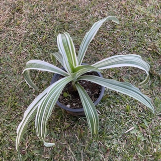 ต้นพลับพลึงด่าง  🌿 Dracaena deremensis [กระถาง8นิ้ว]