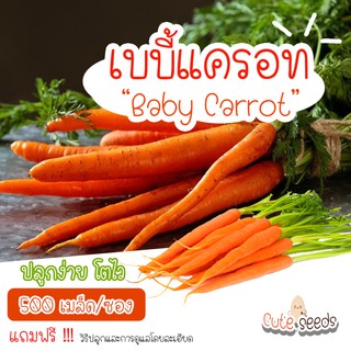 เมล็ดพันธุ์ เบบี้แครอท 500เมล็ด อัตราการงอก95% ปลูกง่าย โตไว(แถมฟรี เมล็ดผักทุกออเดอร์)