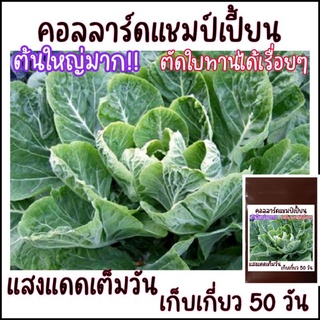 50 เมล็ด ปูเล่ฝรั่ง(ต้นใหญ่) คอลลาร์ดแชมป์เปี้ยน - Champion Collard