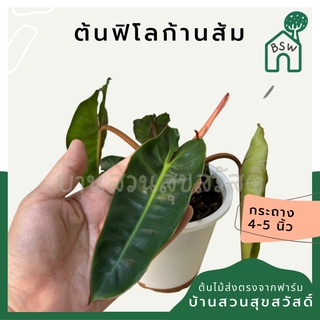 ต้นฟิโลก้านส้ม ฟิโลเดนดรอนก้านส้ม Philodendron billietiae พร้อมส่ง กระถาง 6 นิ้ว ไม้เนื้อเยื้อ