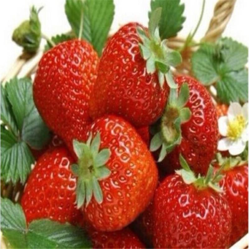 เมล็ดพันธุ์-สตรอเบอร์รี่-แดง-สตอเบอรี่-20-เมล็ด-strawberry-seeds