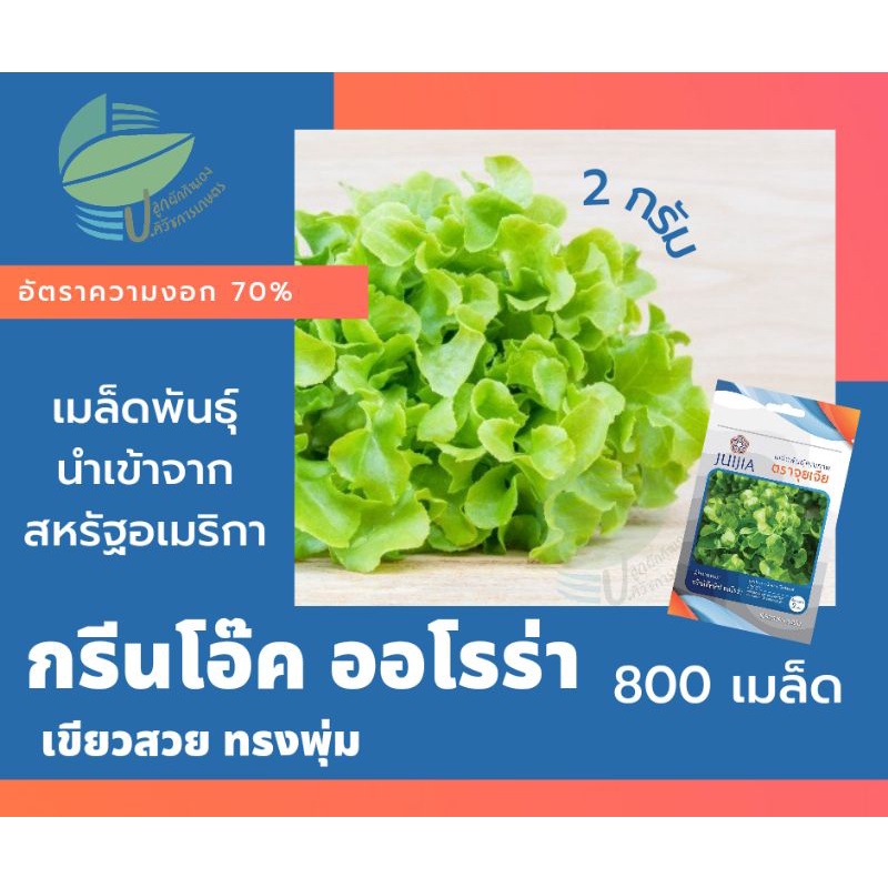 ผักกาดหอม-กรีนโอ๊คลีฟ-ออโรร่า-green-oakleaf-เมล็ดผักสลัด