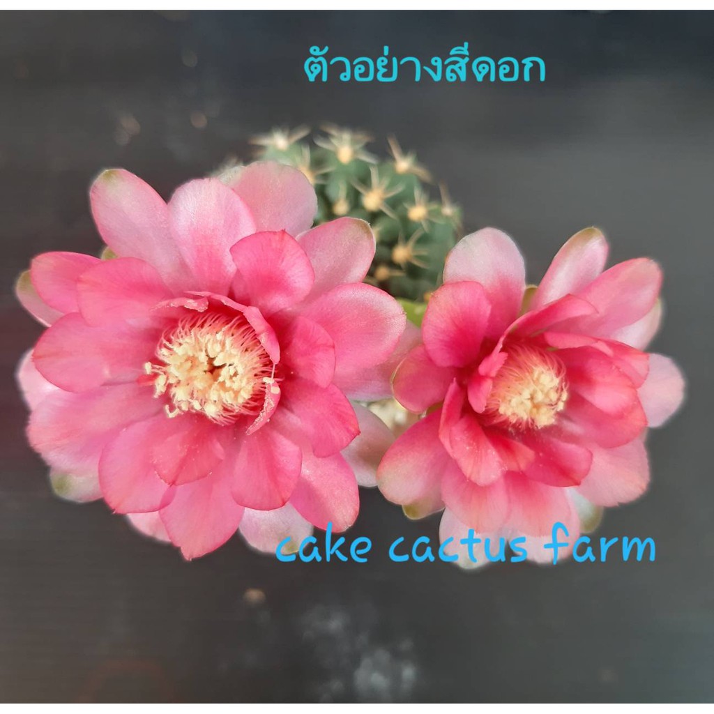 cake-cactus-farm-กระบองเพชร-gymnocalycium-baldianum-ยิมโนบัลเดียนั่มดอกชมพู