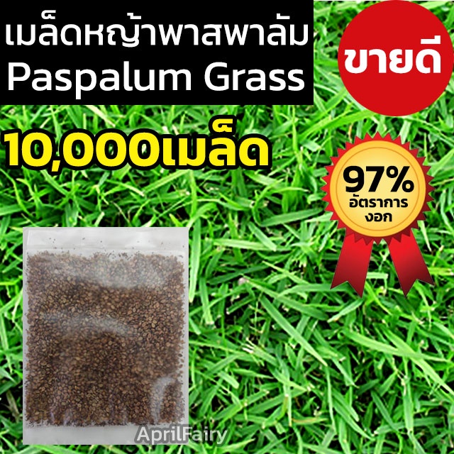 10000-เมล็ดพันธุ์-เมล็ดหญ้า-เมล็ด-หญ้าเบอร์มิวด้า-หญ้าญี่ปุ่น-หญ้านวลน้อย-หญ้ามาเลเซีย-หญ้าไต้หวัน-หญ้าพาสพาลั่ม