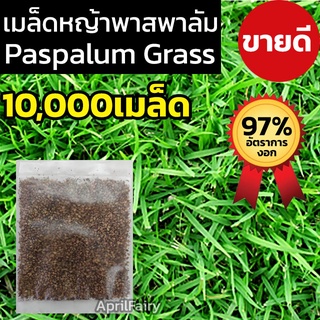 [10,000+เมล็ด ] เมล็ดหญ้าพาสพาลัม เมล็ดพันธุ์ เมล็ดหญ้า หญ้าพาสพาลั่ม Paspalum Grass หญ้าพัลธลั่ม หญ้าปูสนาม