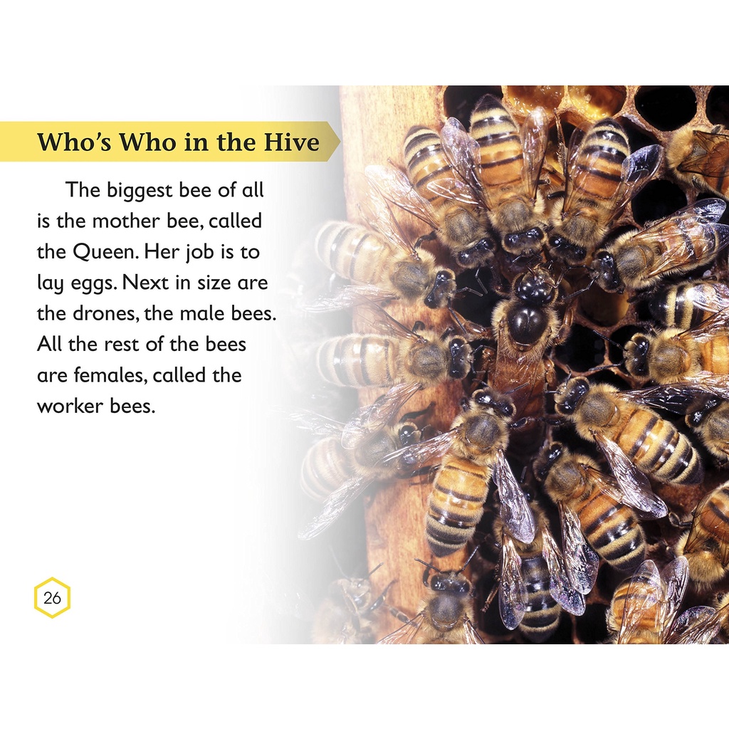 dktoday-หนังสือ-dk-readers-2-amazing-bees-hb