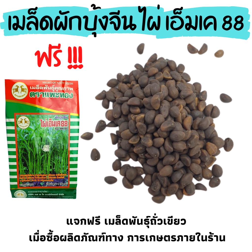 เมล็ดผักบุ้งจีน-ไผ่เอ็มเค-88