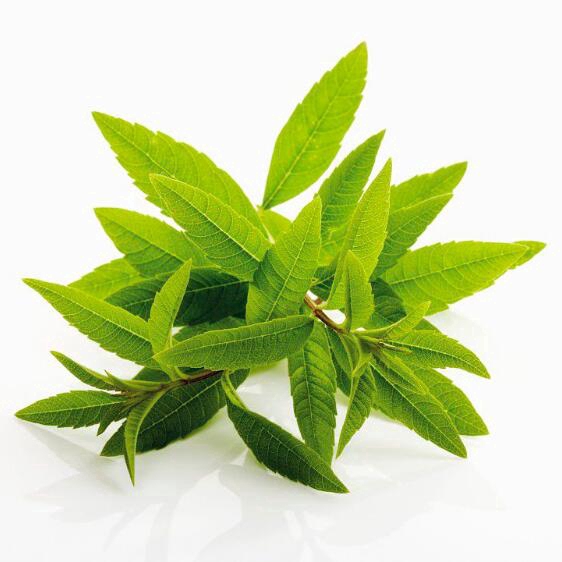 lemon-verbena-essential-oil-akarz-นักบุญ-การดูแลผิว-การดูแลร่างกาย-นวดฮ่องกง