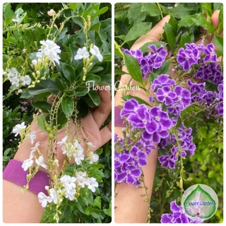 Flower Garden F44 เทียนหยดญี่ปุ่น ดอกสีม่วง/ขาว ไม้พุ่ม เลี้ยงง่าย ทนแดด ออกดอกทั้งปี แบบถุง