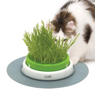 Catit Grass Planter ชุดปลูกข้าวสาลี ถาดปลูกหญ้าแมว(พร้อมเมล็ด) สำหรับแมวทุกสายพันธุ์