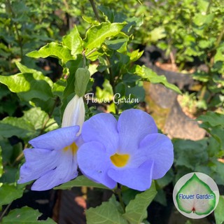 Flower Garden F38 ต้นช้องนาง Thunbergia ดอกสีม่วง แบบถุง ต้นแข็งแรง พร้อมปลูก