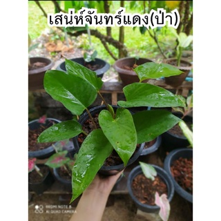 เสน่ห์จันทร์แดงป่า(บอนส้ม)ไม้มงคล ไม้ประดับ ส่งพร้อมกระถาง5